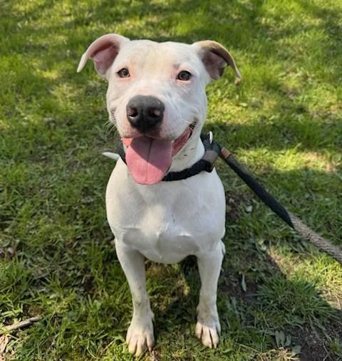 Ranger, Adoptable, Puppy Male Staffordshire Bull Terrier.