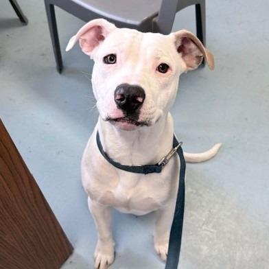 Ranger, a Adoptable Staffordshire Bull Terrier in Ogdensburg, NY image 2/3