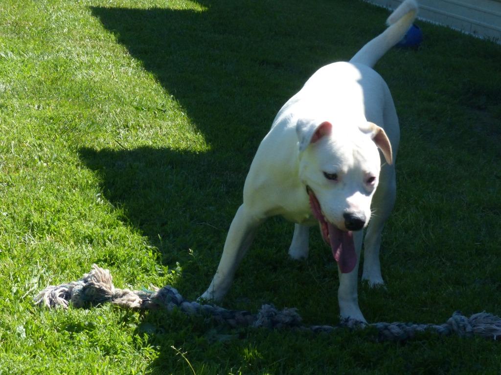 Enlarge Ranger, a Adoptable Staffordshire Bull Terrier in Ogdensburg, NY image 4/6