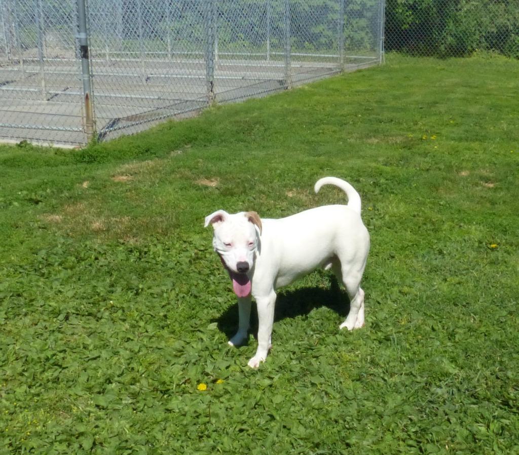 Enlarge Ranger, a Adoptable Staffordshire Bull Terrier in Ogdensburg, NY image 6/6