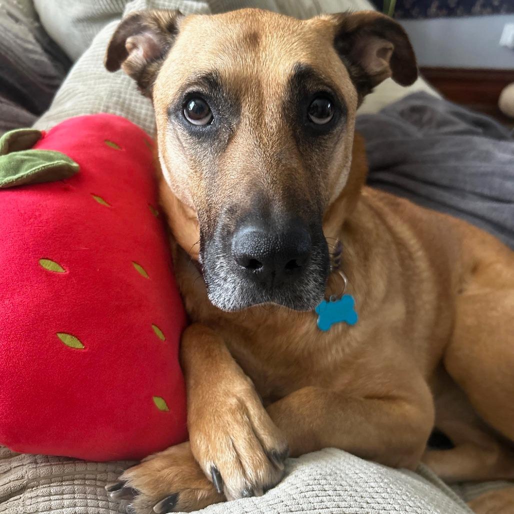Molly, a Adoptable mixed breed in Chicago, IL image 1/6