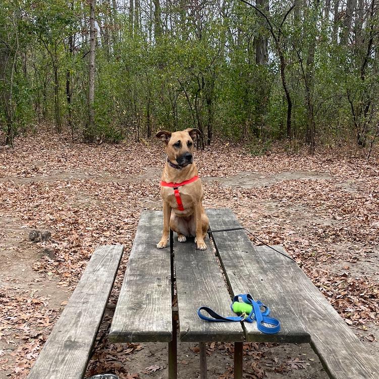 Molly, Adoptable, Adult Female Mixed Breed.