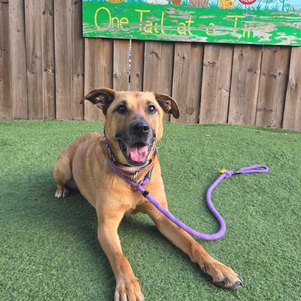 Enlarge Miss Molly, a Adoptable mixed breed in Chicago, IL image 2/6