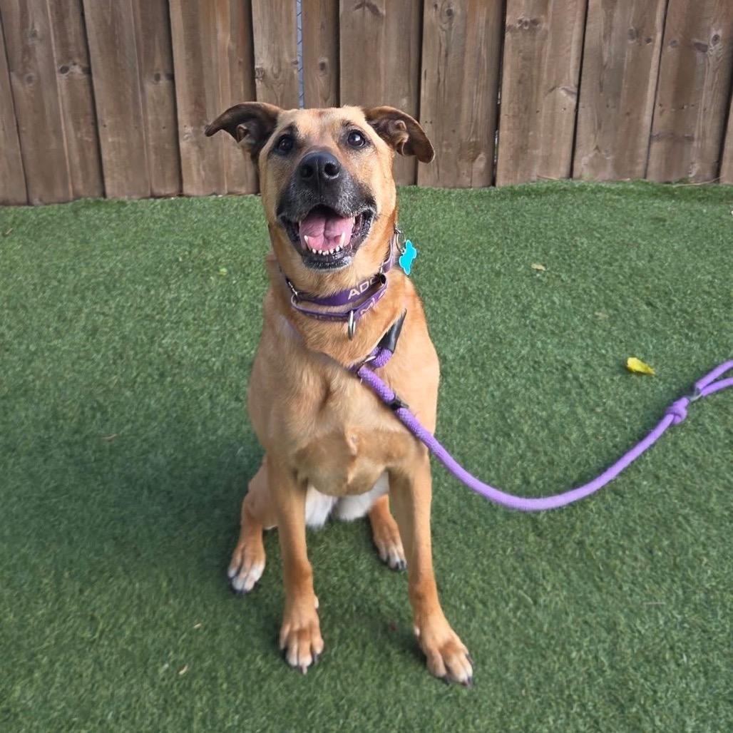 Molly, a Adoptable mixed breed in Chicago, IL image 2/6
