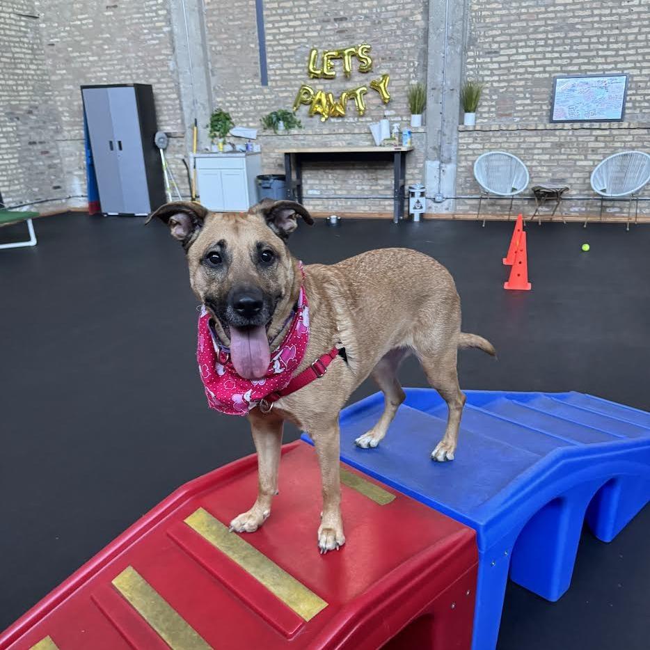 Enlarge Molly, a Adoptable Mixed Breed in Chicago, IL image 2/6