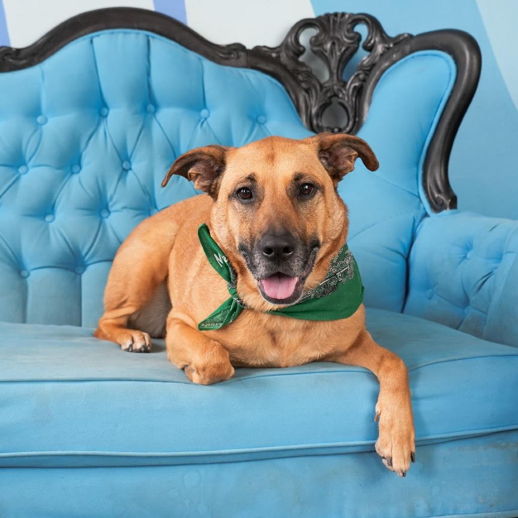 Molly, a Adoptable mixed breed in Chicago, IL image 3/6
