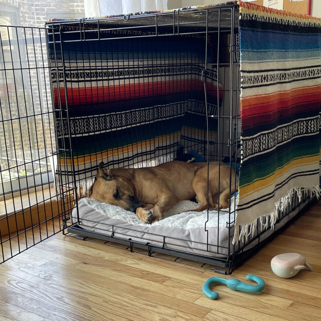 Enlarge Molly, a Adoptable Mixed Breed in Chicago, IL image 3/6