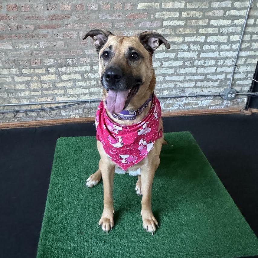 Enlarge Molly, a Adoptable Mixed Breed in Chicago, IL image 4/6