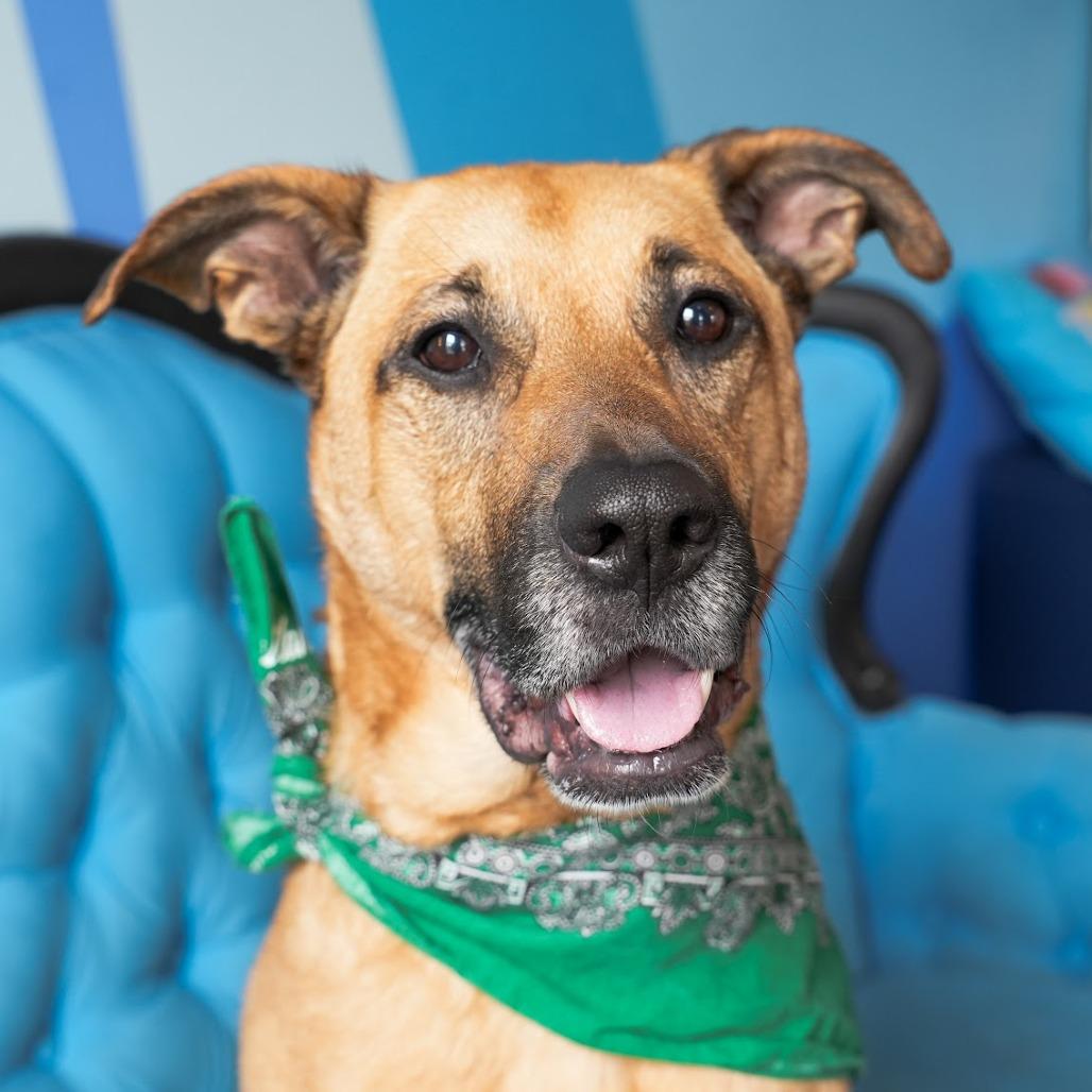 Molly, a Adoptable mixed breed in Chicago, IL image 4/6