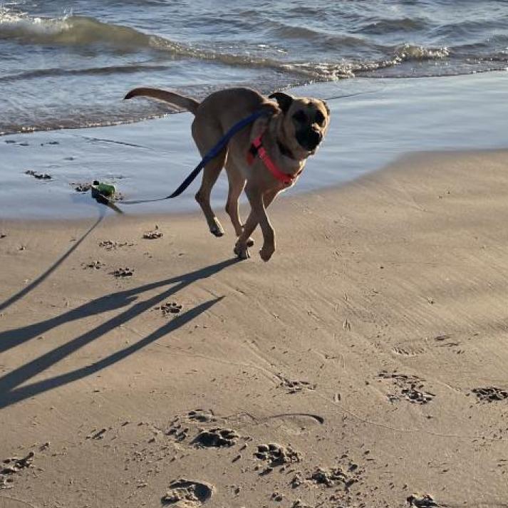 Enlarge Molly, a Adoptable Mixed Breed in Chicago, IL image 6/6