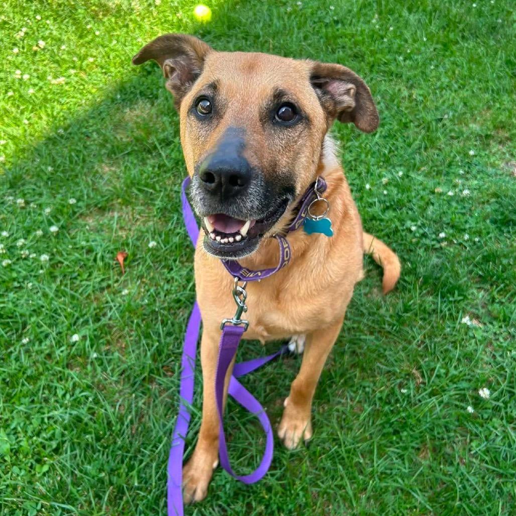 Enlarge Miss Molly, a Adoptable mixed breed in Chicago, IL image 4/6