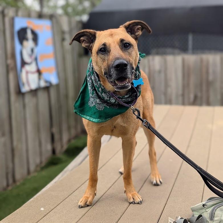 Molly, a Adoptable mixed breed in Chicago, IL image 5/6