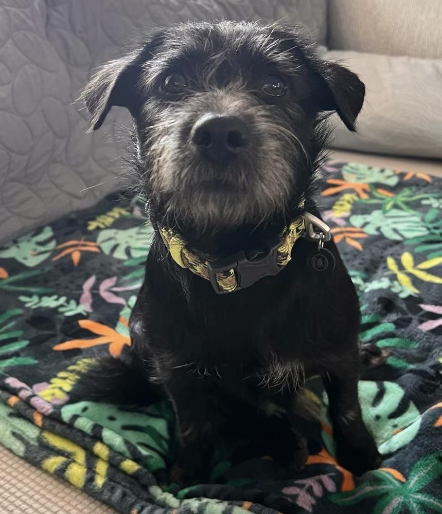 Luigi, ADOPTABLE, Adult Male Terrier & Miniature Schnauzer.
