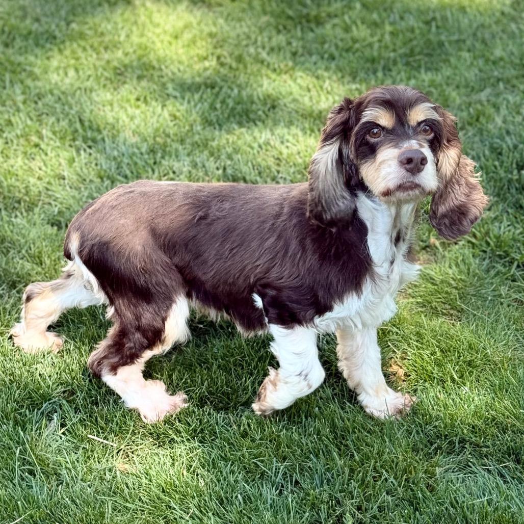 Lucy Lou, Adoptable, Adult Female Cocker Spaniel.