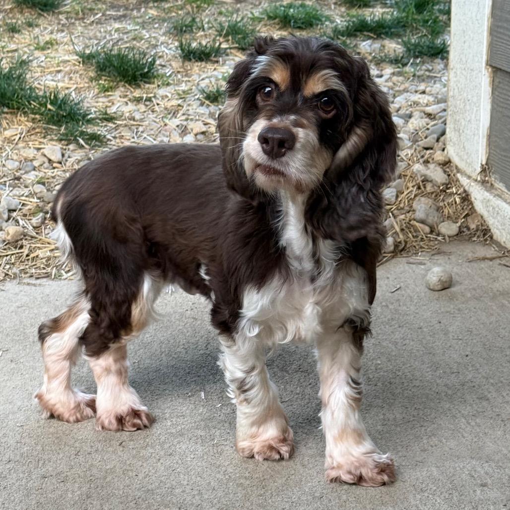 Enlarge Lucy Lou, a Adoptable Cocker Spaniel in Cincinnati, OH image 2/6