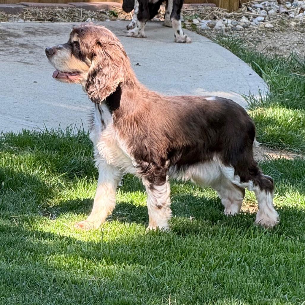 Enlarge Lucy Lou, a Adoptable Cocker Spaniel in Cincinnati, OH image 3/6