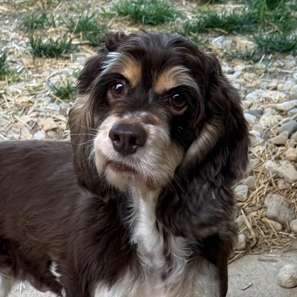 Enlarge Lucy Lou, a Adoptable Cocker Spaniel in Cincinnati, OH image 4/6