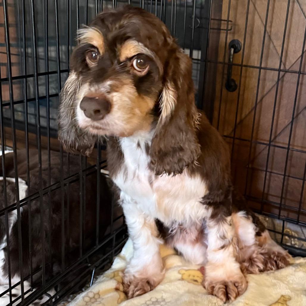 Enlarge Lucy Lou, a Adoptable Cocker Spaniel in Cincinnati, OH image 5/6