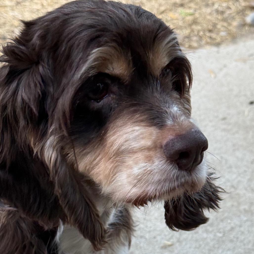 Enlarge Lucy Lou, a Adoptable Cocker Spaniel in Cincinnati, OH image 6/6