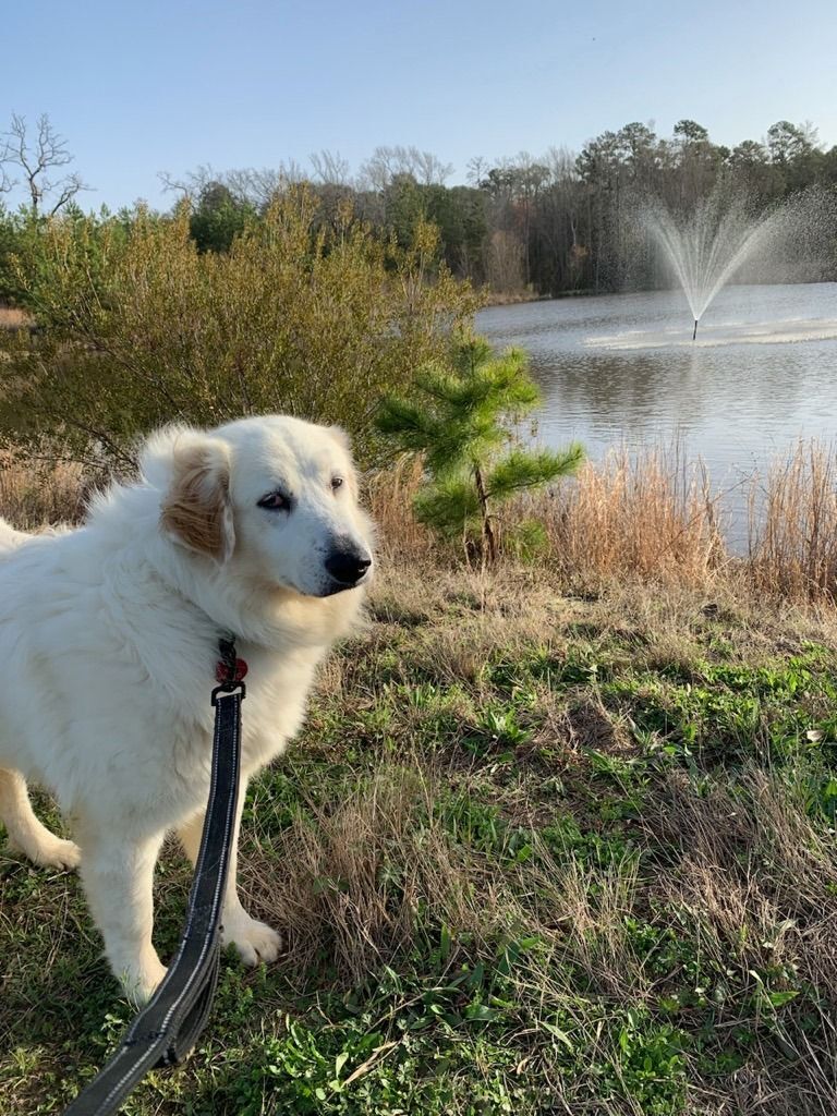 Betty White, a Adoptable Great Pyrenees in Tyler, TX image 2/5
