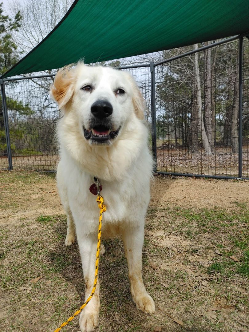 Betty White, a Adoptable Great Pyrenees in Tyler, TX image 3/5
