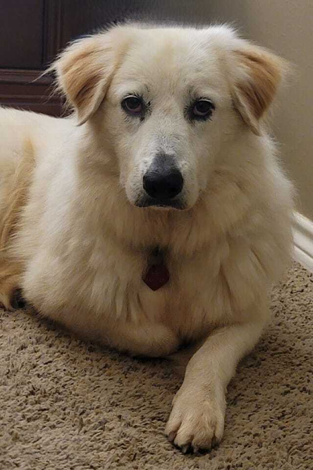 Betty White, Adoptable, Adult Female Great Pyrenees.