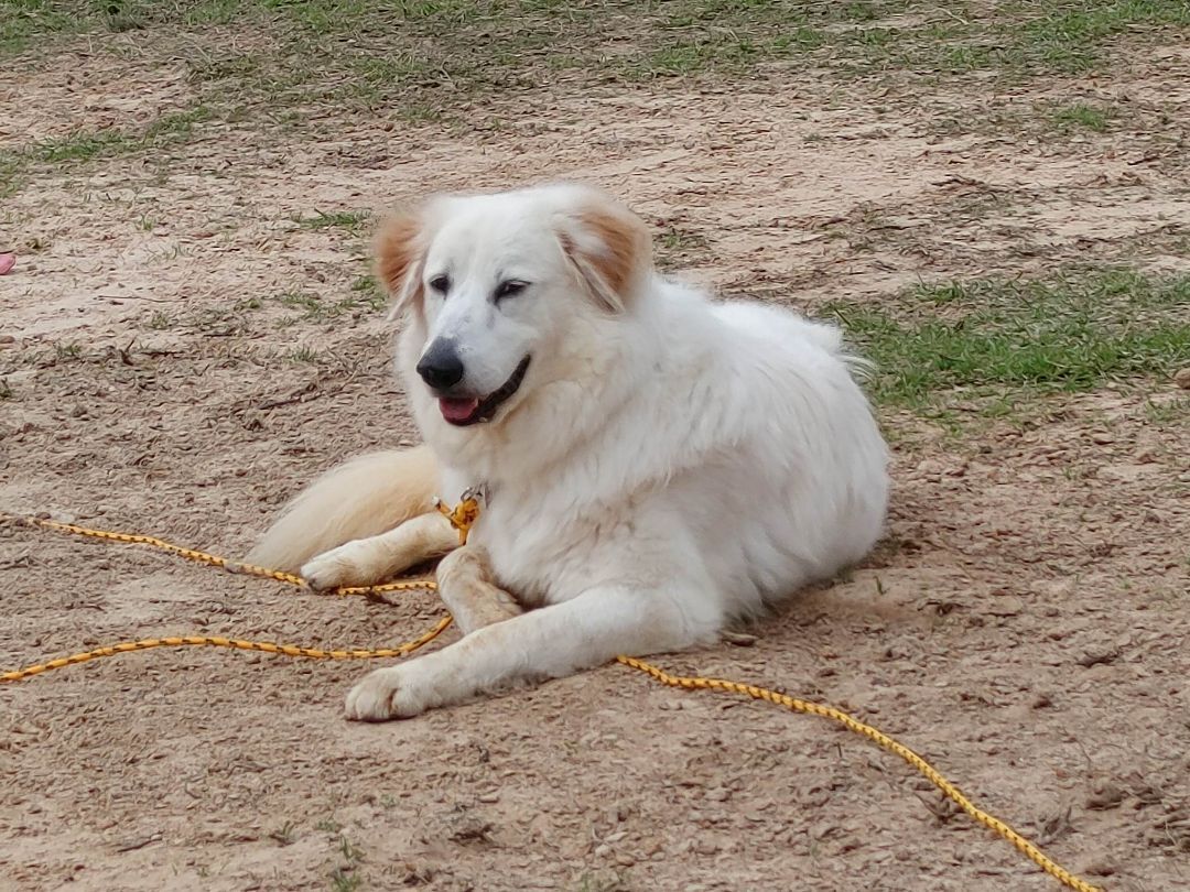 Betty White, a Adoptable Great Pyrenees in Tyler, TX image 4/5