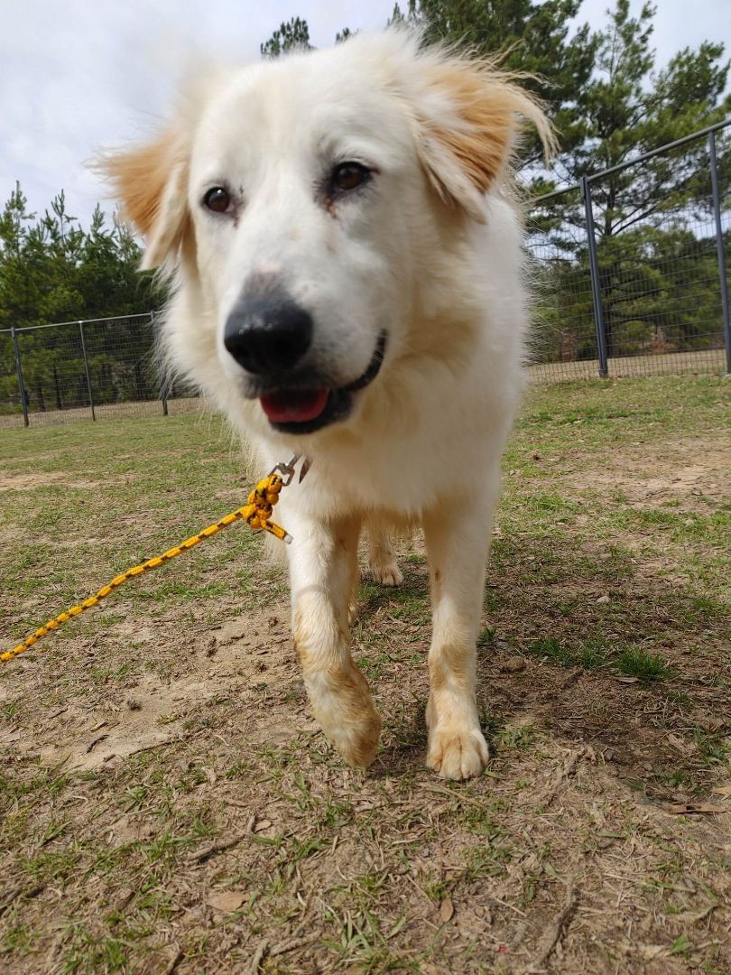 Betty White, a Adoptable Great Pyrenees in Tyler, TX image 5/5