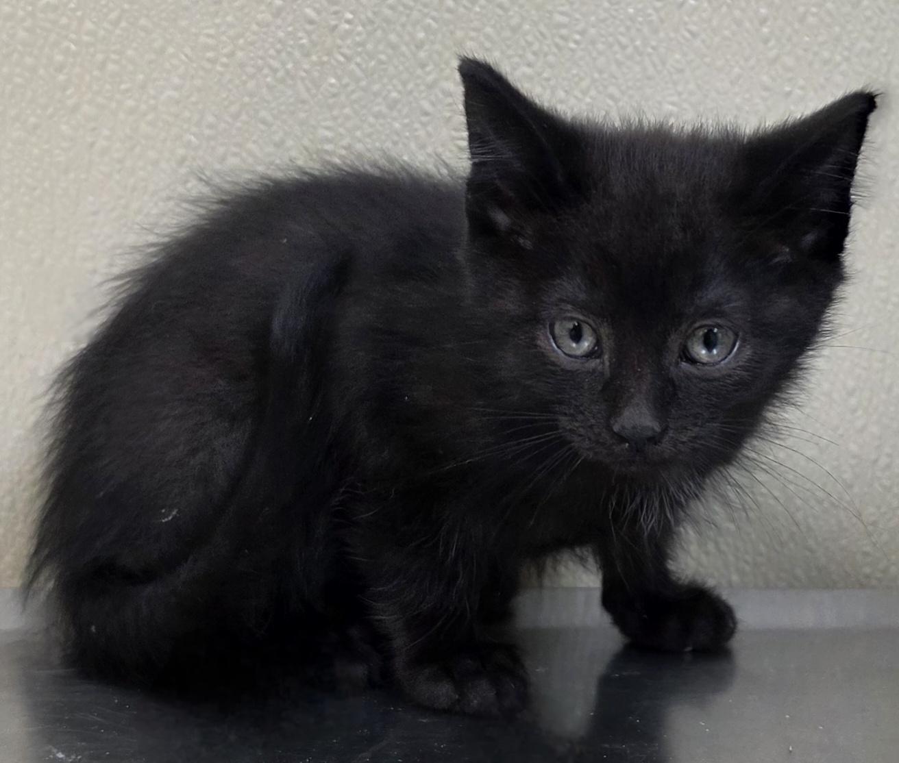 Enlarge Willie, a Adoptable mixed breed in Brainerd, MN image 1/1