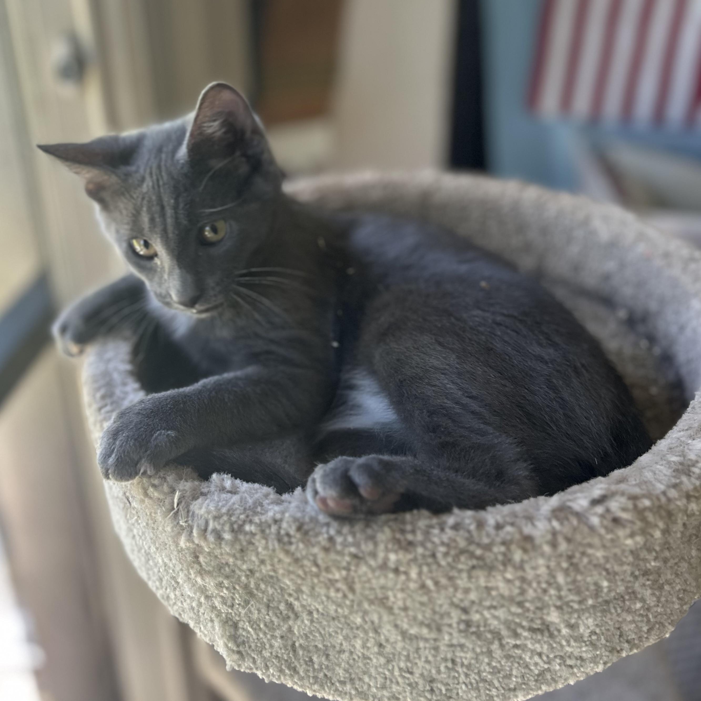 Rocket, an adopted Domestic Short Hair in Bonita Springs, FL image 4/4