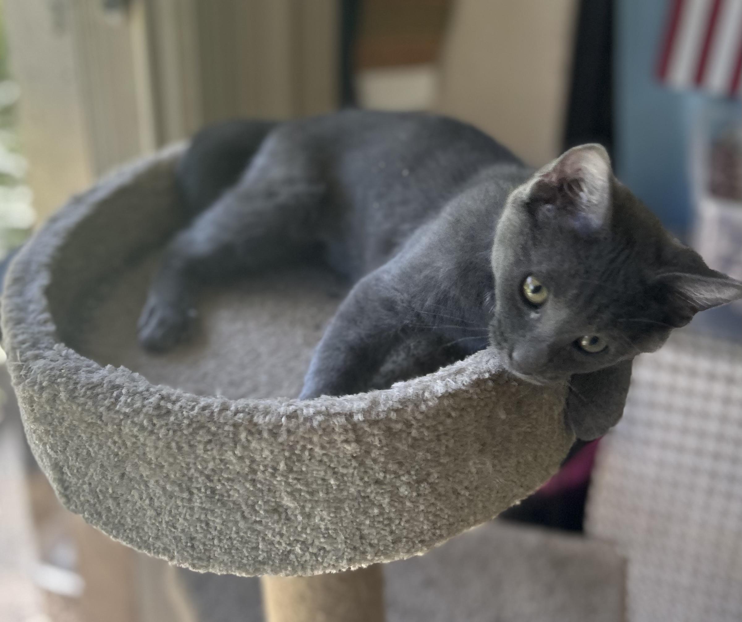 Rocket, an adopted Domestic Short Hair in Bonita Springs, FL image 2/4