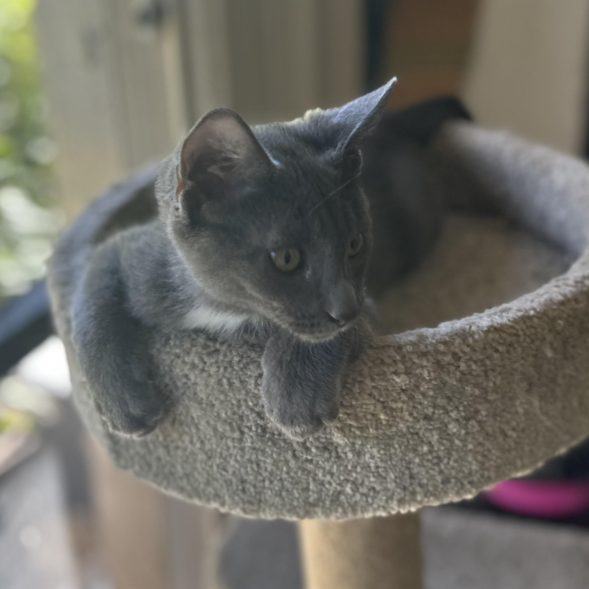 Rocket, an adopted Domestic Short Hair in Bonita Springs, FL image 3/4