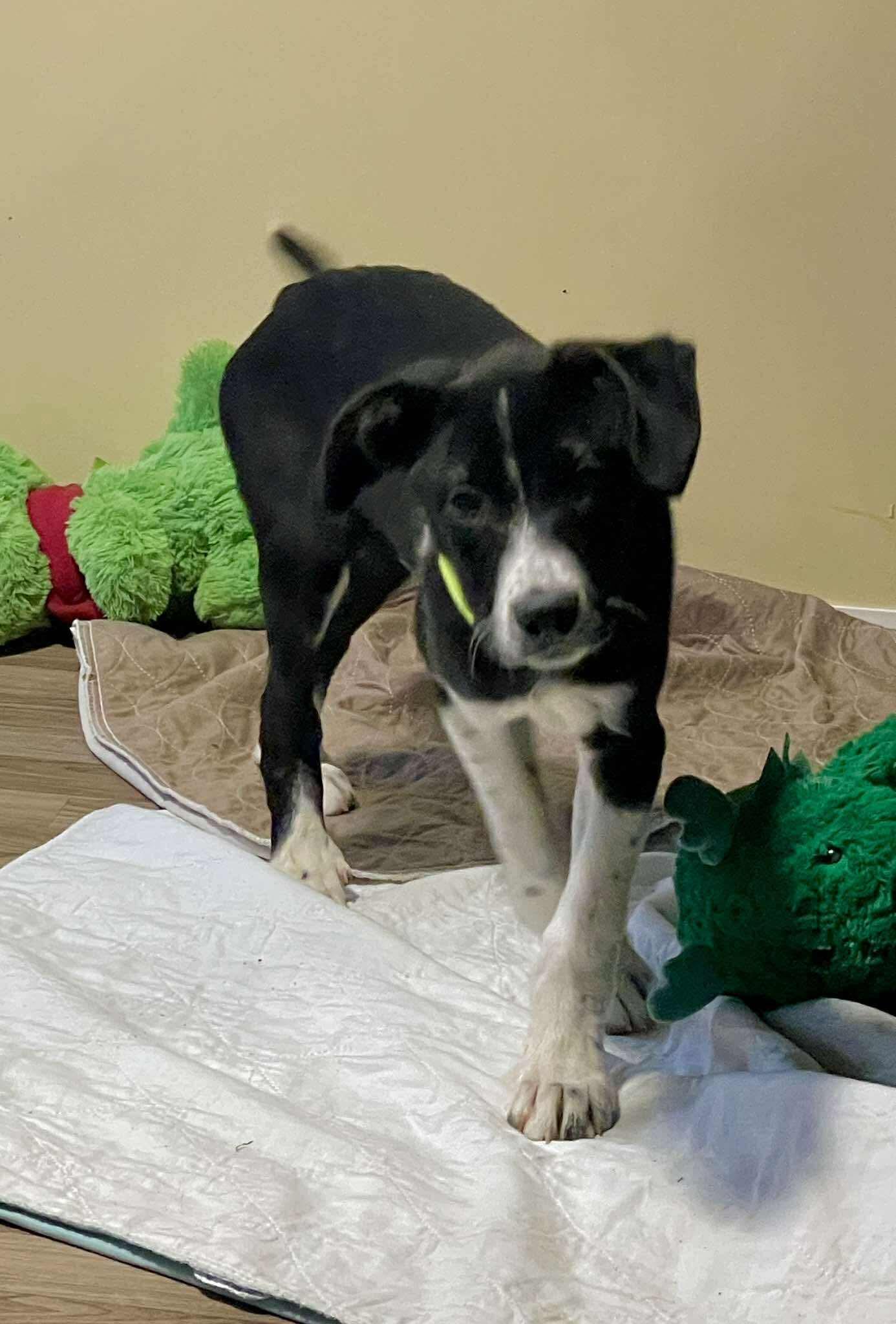 Enlarge Shoney, an adopted Mixed Breed in Berwick, ME image 4/6