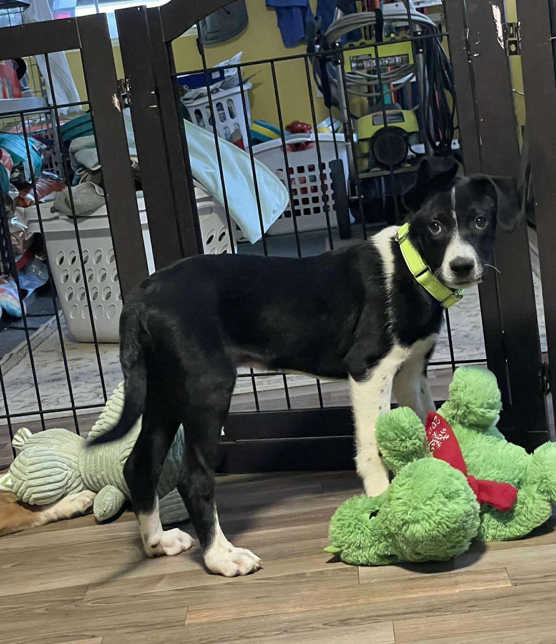 Shoney, adopted, Puppy Male Mixed Breed.