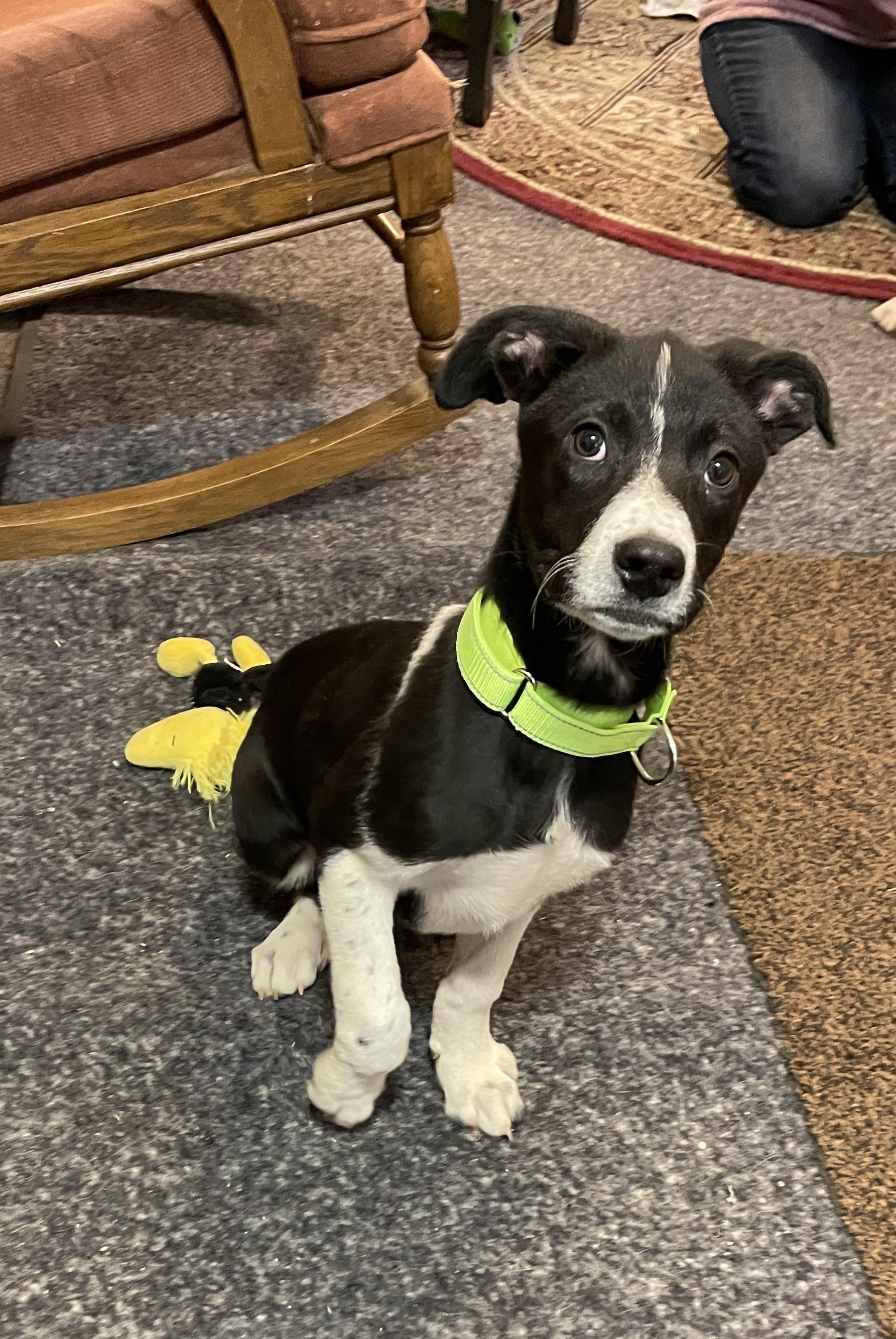 Enlarge Shoney, an adopted Mixed Breed in Berwick, ME image 2/6