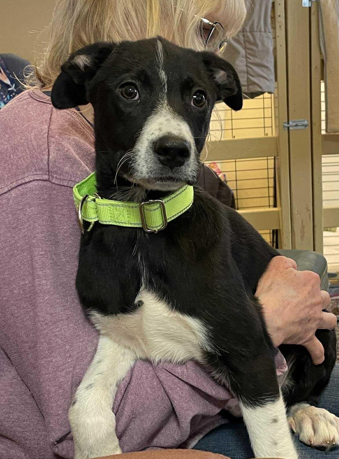 Enlarge Shoney, an adopted Mixed Breed in Berwick, ME image 5/6