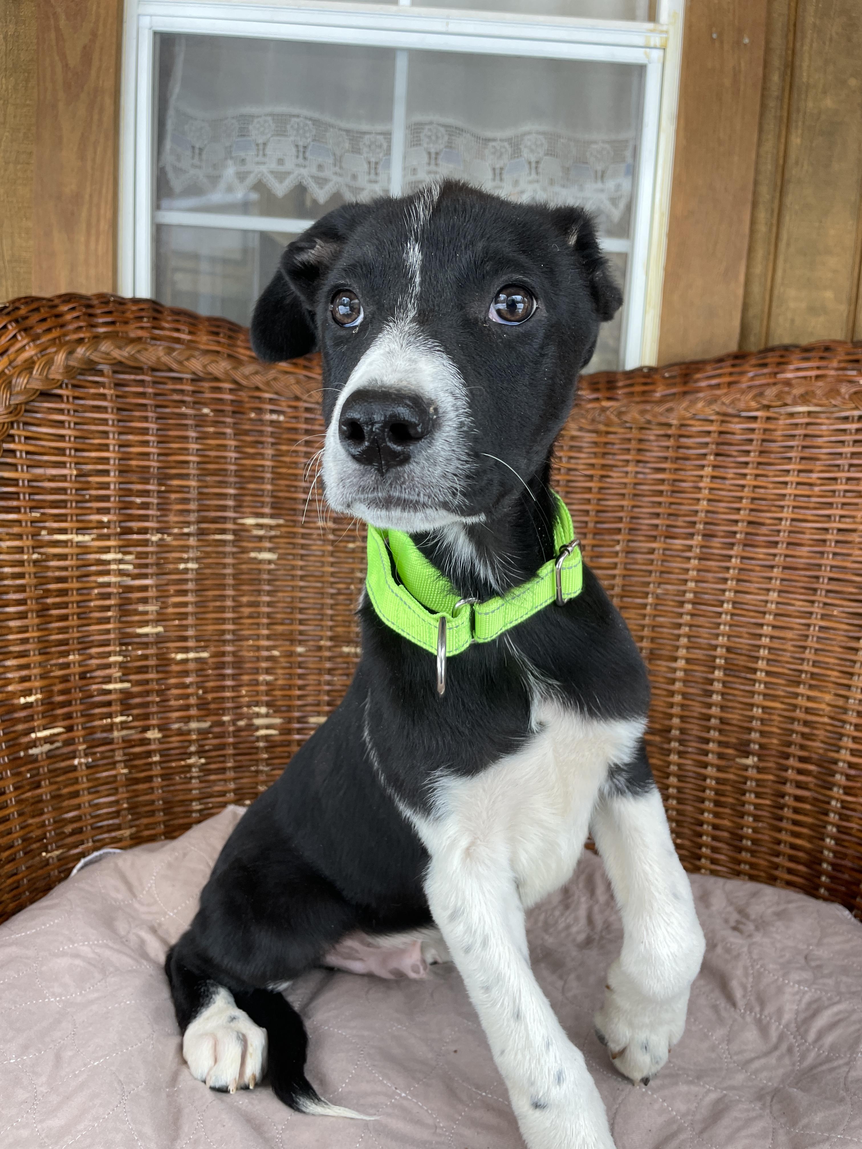 Enlarge Shoney, an adopted Mixed Breed in Berwick, ME image 3/6