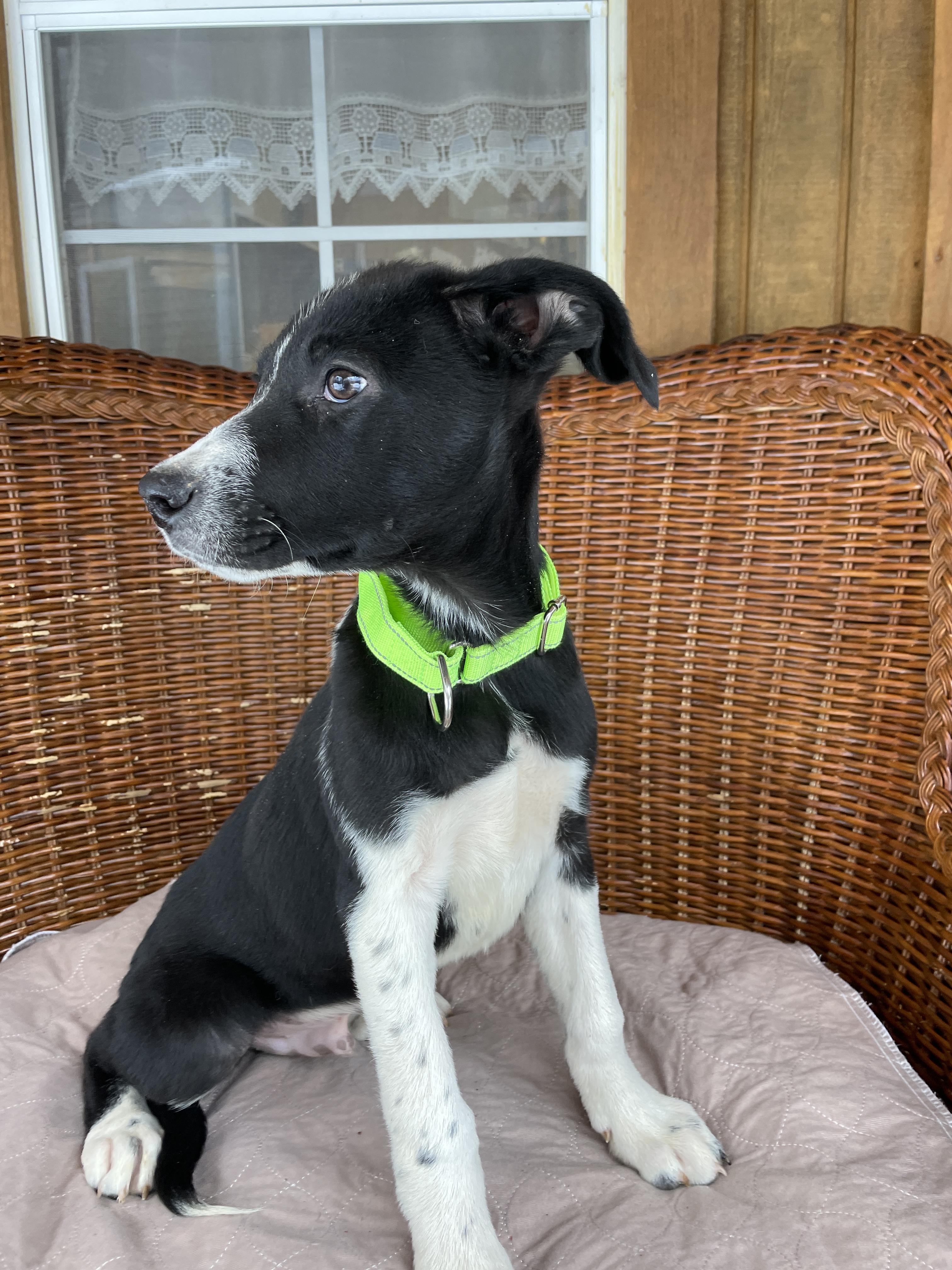 Enlarge Shoney, an adopted Mixed Breed in Berwick, ME image 6/6