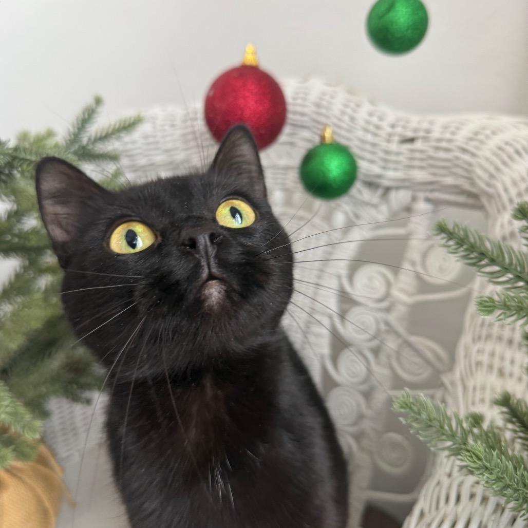 Burger Babe 55695, Adoptable, Young Female Domestic Short Hair.