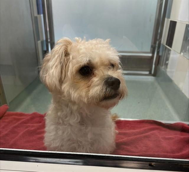 Myles A219859, adopted, Adult Male Maltipoo.