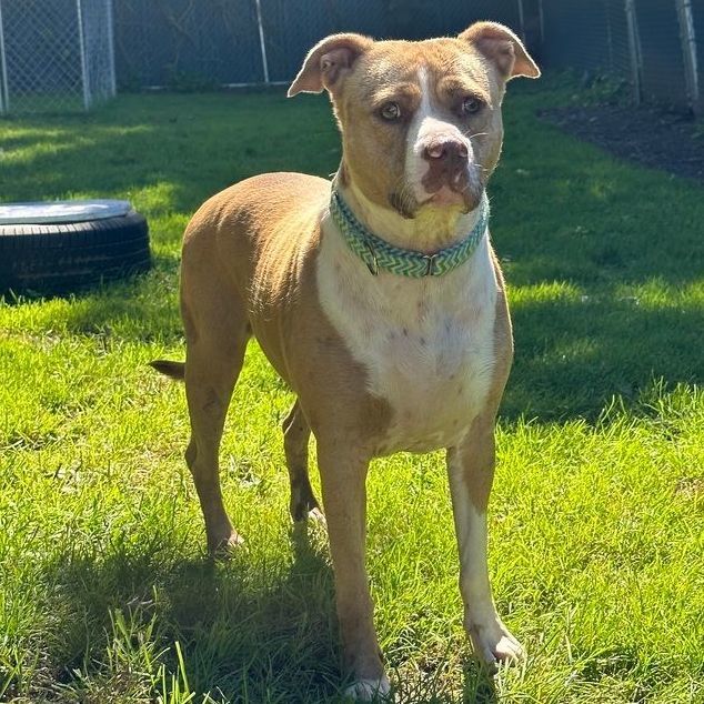 Enlarge Nova: Foster-to-adopt available, a Adoptable mixed breed in Rochester, NY image 2/6