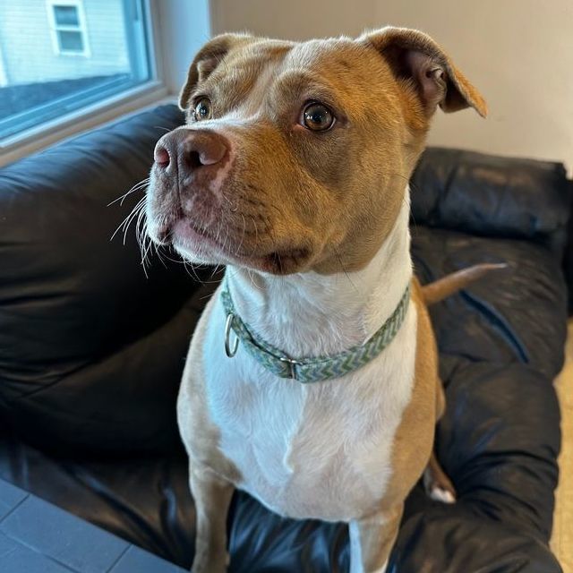 Enlarge Nova: Foster-to-adopt available, a Adoptable mixed breed in Rochester, NY image 1/6