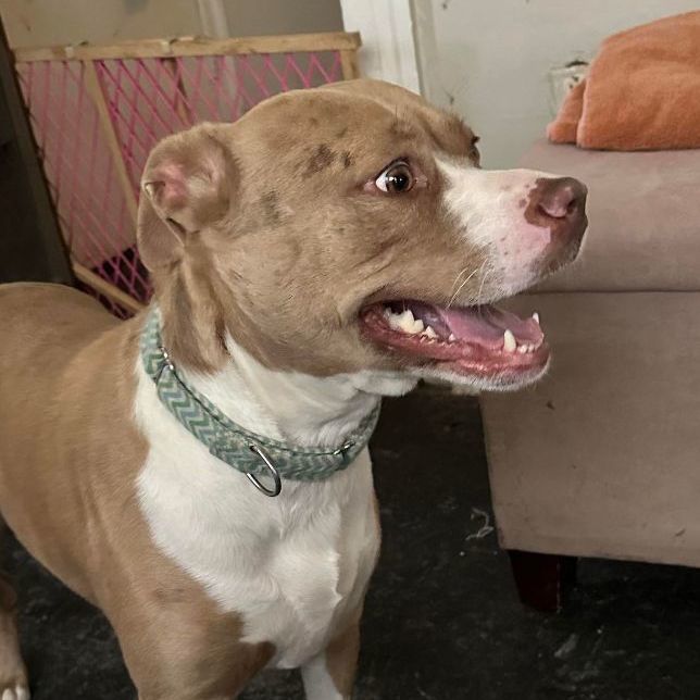 Enlarge Nova: Foster-to-adopt available, a Adoptable mixed breed in Rochester, NY image 3/6