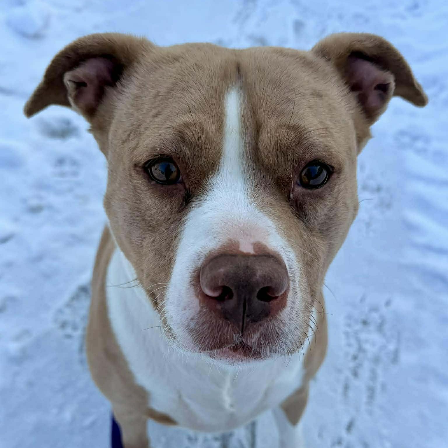 Nova: Foster-to-adopt available, Adoptable, Adult Female Catahoula Leopard Dog & Terrier.