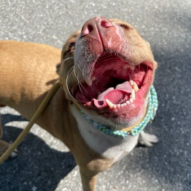 Enlarge Nova: Foster-to-adopt available, a Adoptable mixed breed in Rochester, NY image 4/6