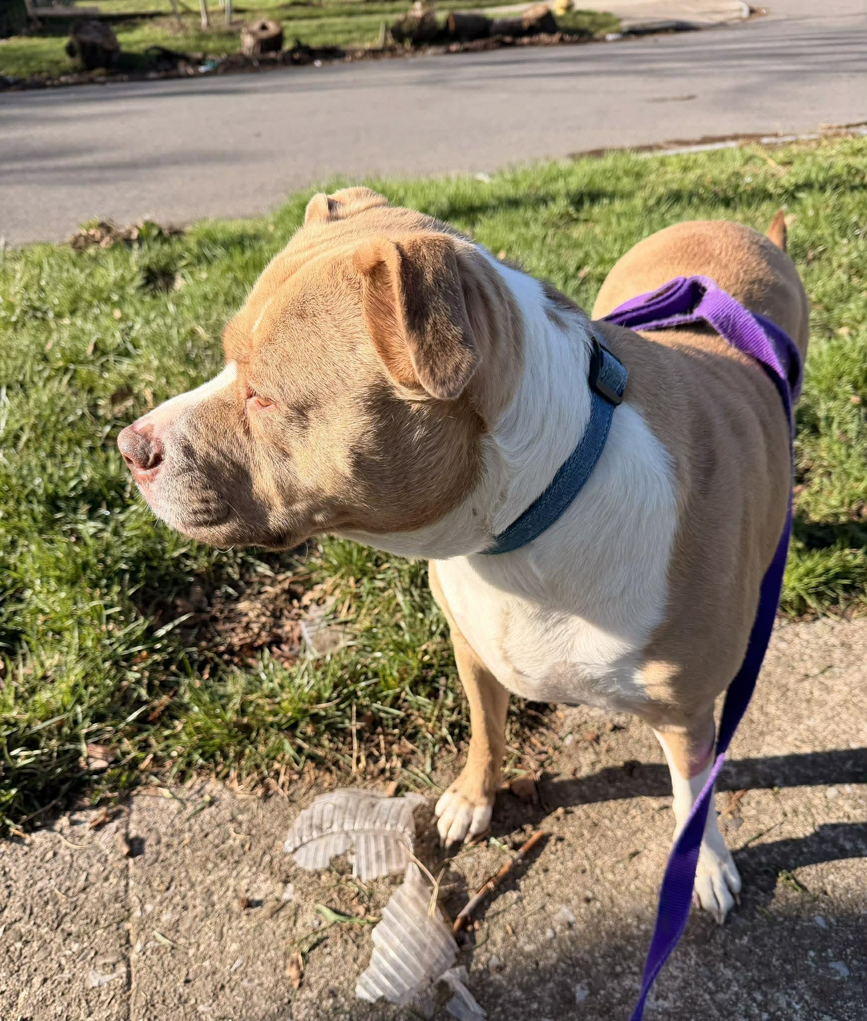 Nova: Adopt or Forever Foster, Adoptable, Adult Female Catahoula Leopard Dog & Terrier.