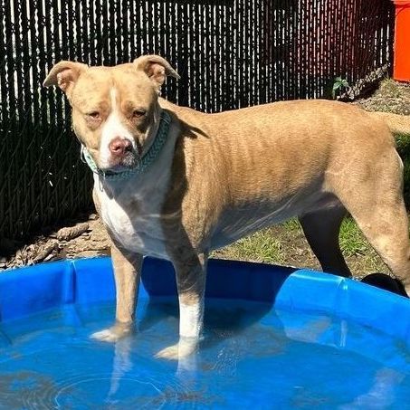 Enlarge Nova: Foster-to-adopt available, a Adoptable mixed breed in Rochester, NY image 5/6