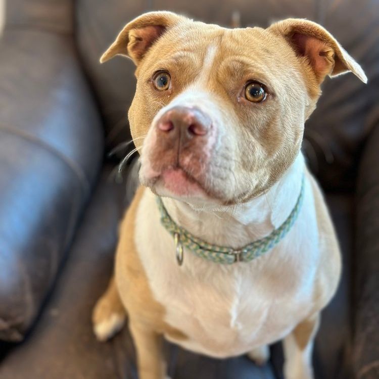 Enlarge Nova: Foster-to-adopt available, a Adoptable mixed breed in Rochester, NY image 6/6