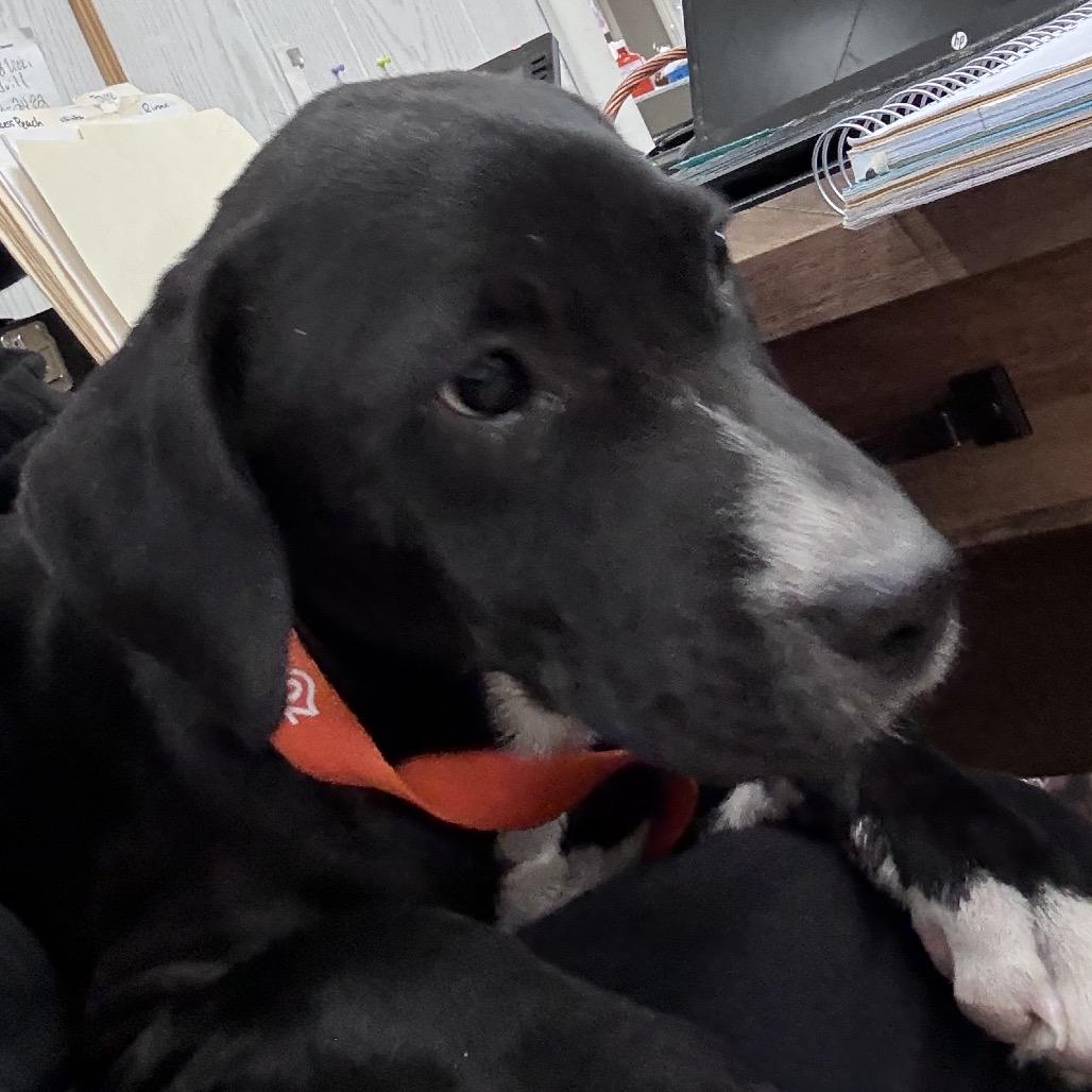 Harry, Adoptable, Young Male Mixed Breed.