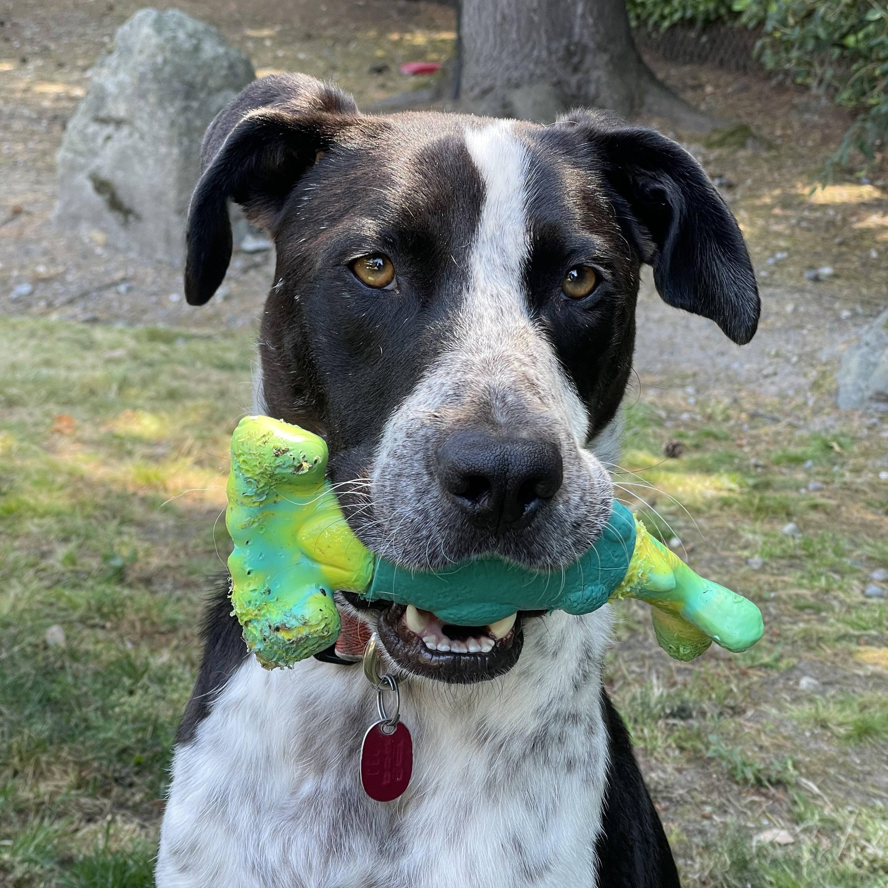 Enlarge Tito - Chill Training Graduate Looking for His Forever Home, a Adoptable mixed breed in Seattle, WA image 1/6